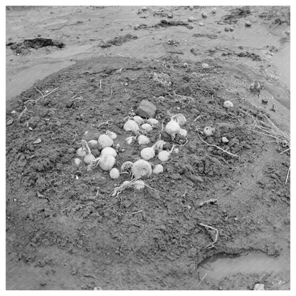 Turnips Uprooted by Flood in Posey County Indiana 1937 - Available at KNOWOL