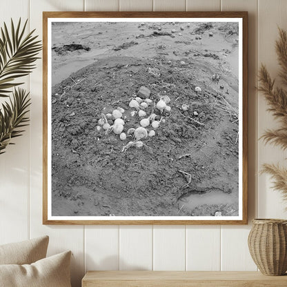 Turnips Uprooted by Flood in Posey County Indiana 1937 - Available at KNOWOL