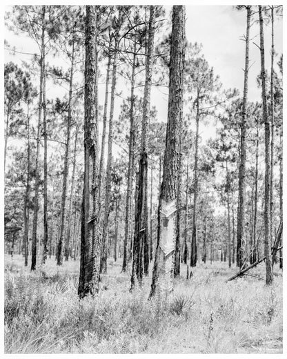 Turpentine and Tung Oil Trees in Northern Florida July 1936 Historical Photograph - Available at KNOWOL