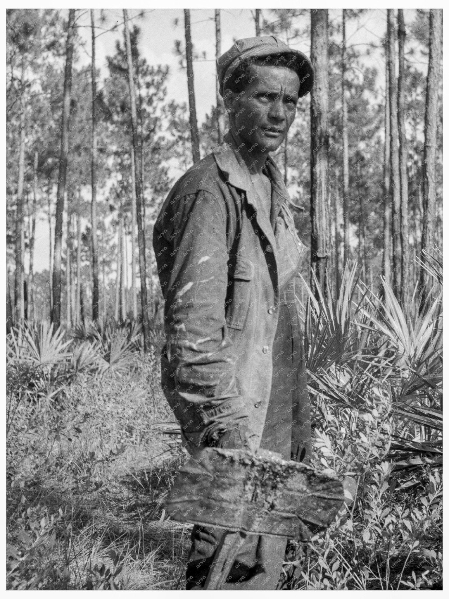 Turpentine Chipper Working on Tree in Georgia 1937 - Available at KNOWOL