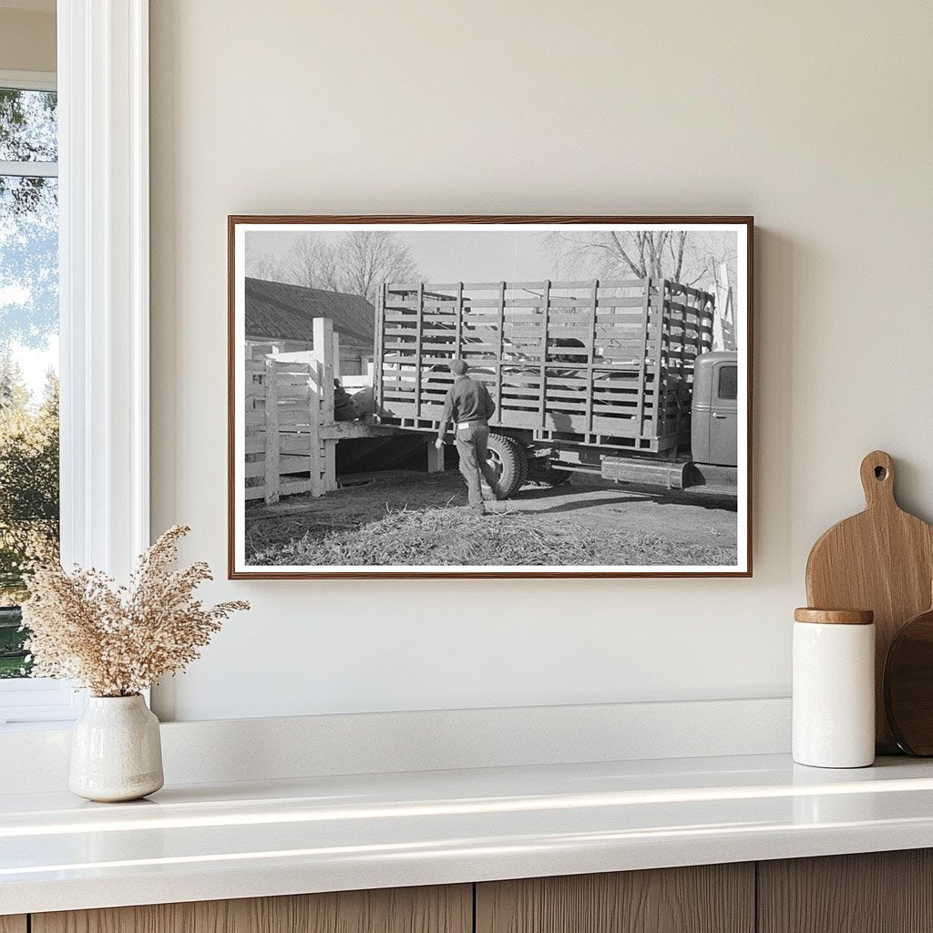 Unloading Hogs at Aledo Stockyards 1936 - Available at KNOWOL