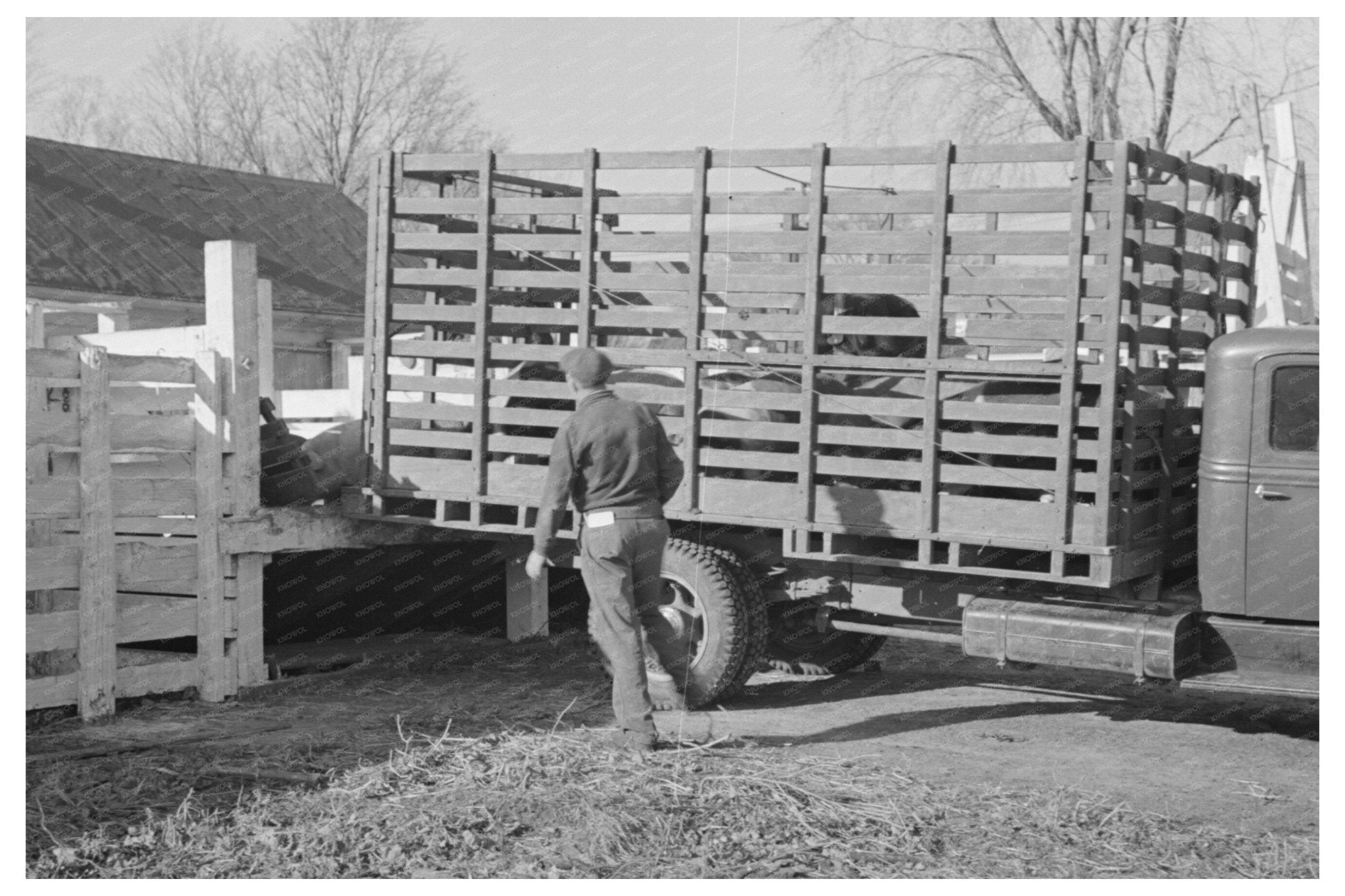 Unloading Hogs at Aledo Stockyards 1936 - Available at KNOWOL