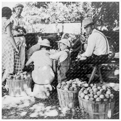 Utah Farm Family Harvesting Peaches August 1938 - Available at KNOWOL