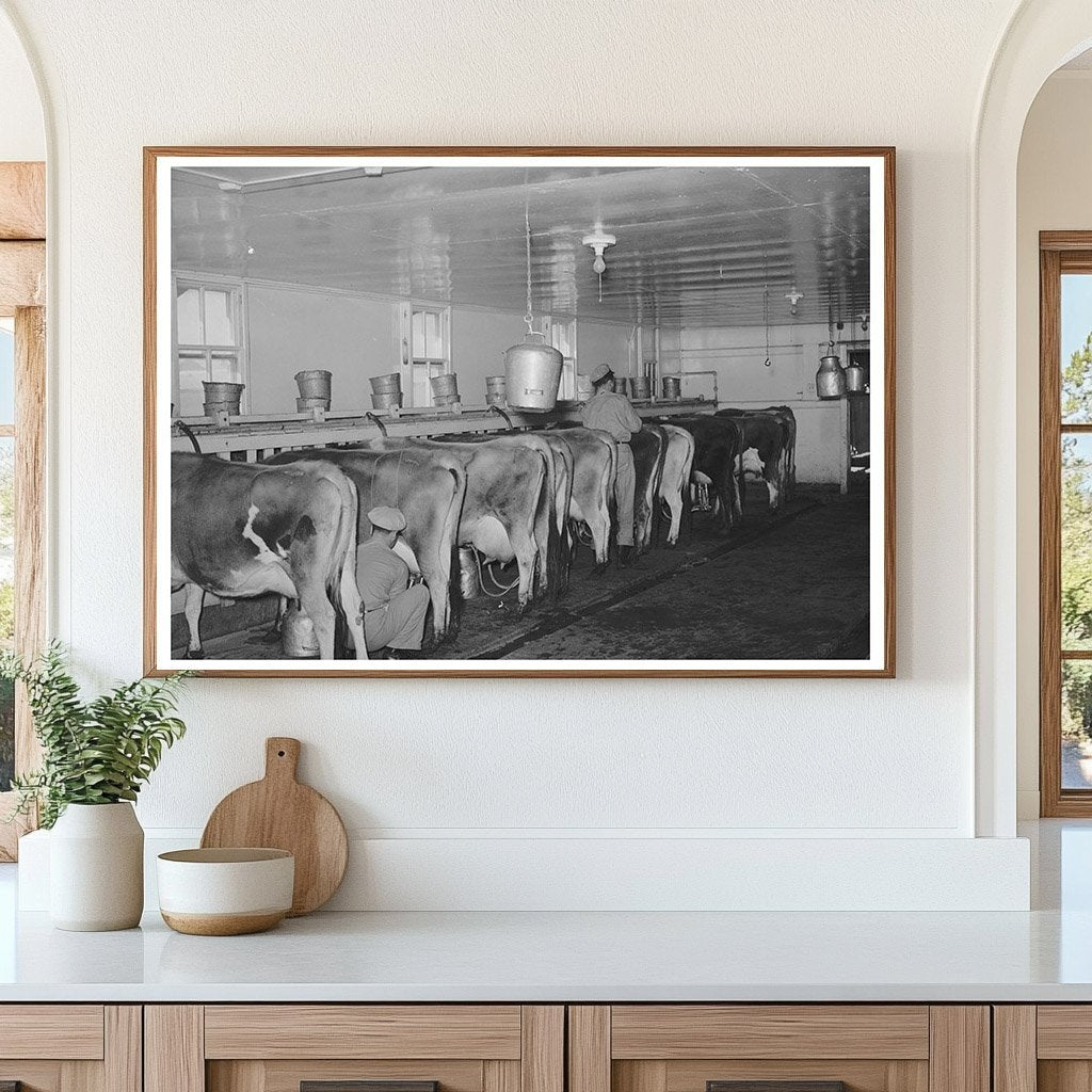 Vacuum Milking Cows in Tom Green County Texas 1939 - Available at KNOWOL