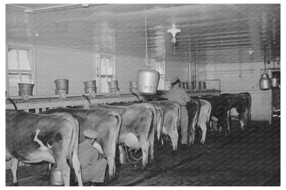 Vacuum Milking Cows in Tom Green County Texas 1939 - Available at KNOWOL