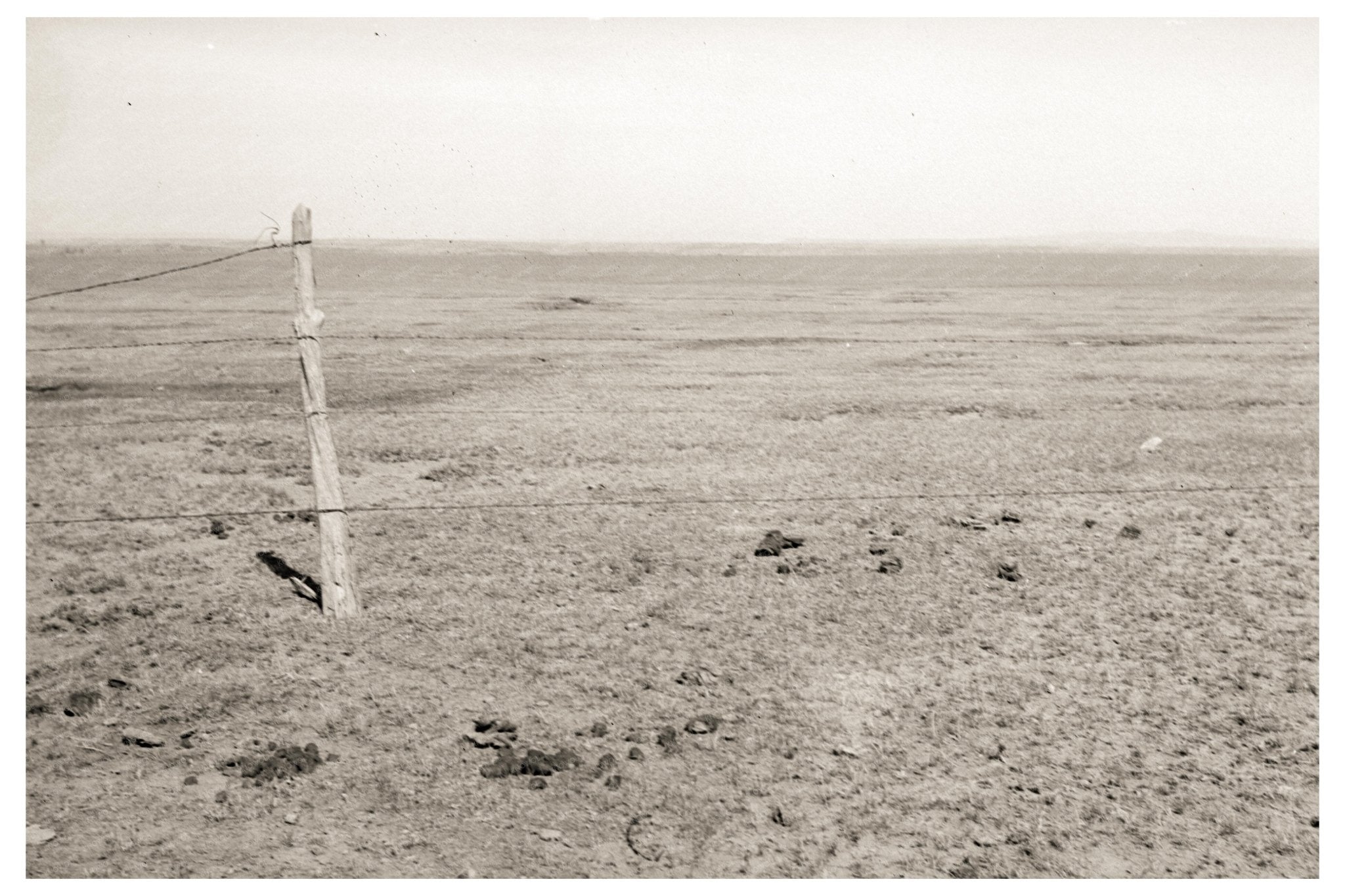 Vega Grass Grazing in New Mexico May 1935 Vintage Agricultural Photograph - Available at KNOWOL