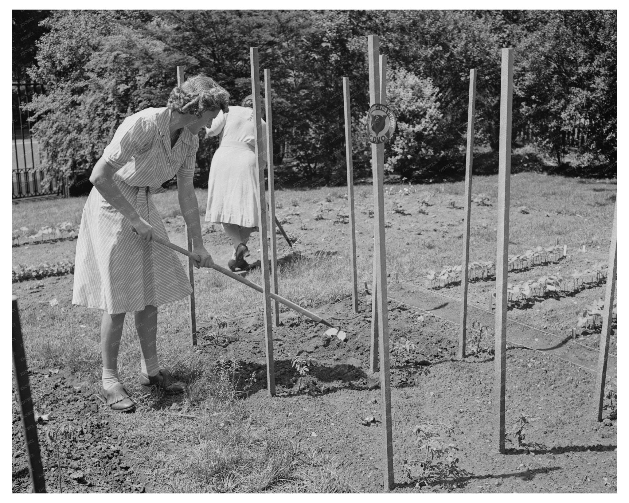 Victory Garden at Charles Schwab Estate New York 1944 - Available at KNOWOL