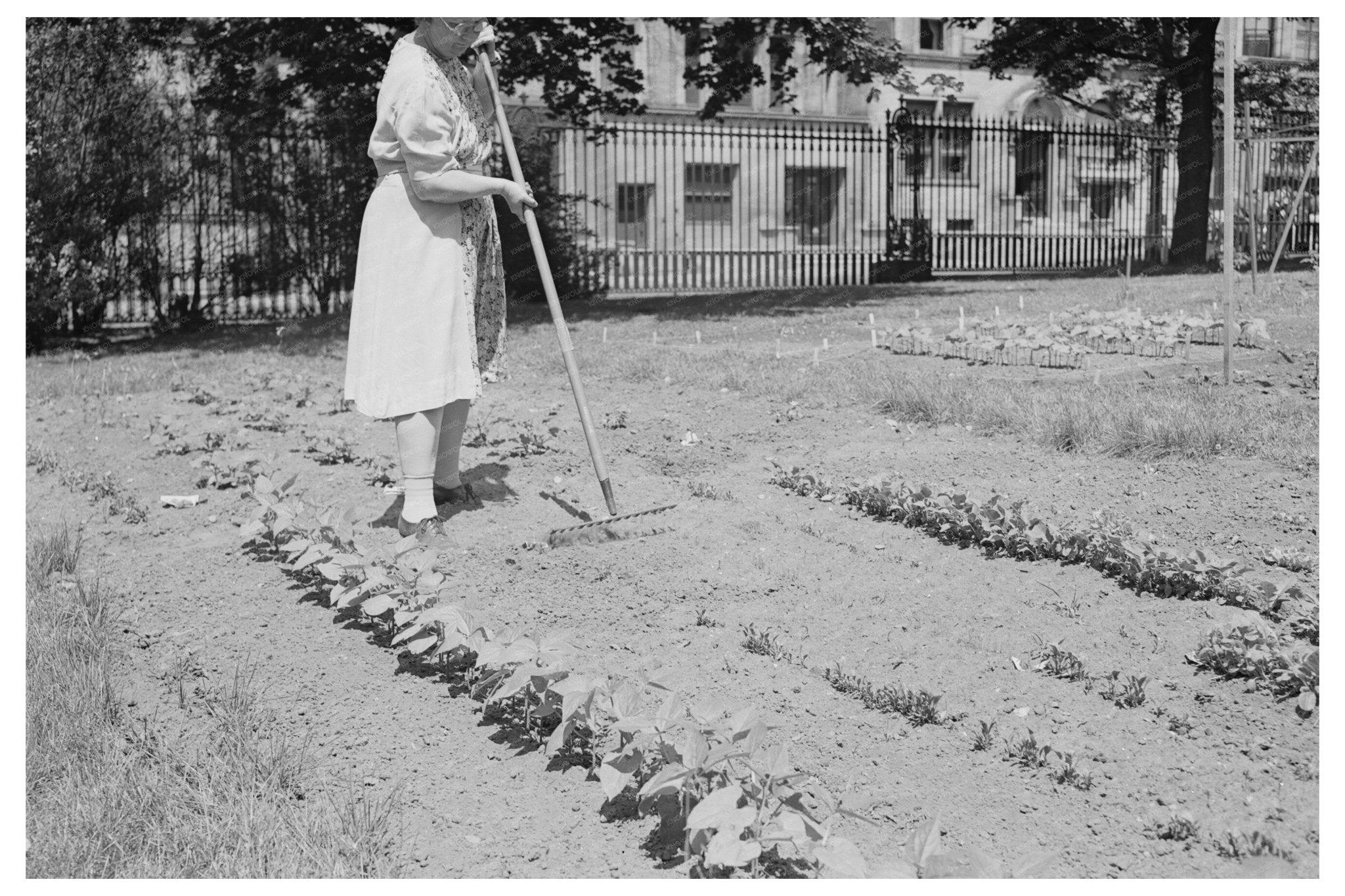 Victory Gardening at Charles Schwab Estate New York 1944 - Available at KNOWOL