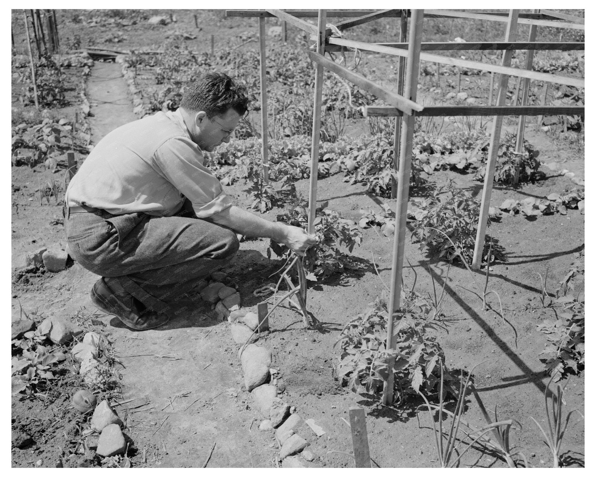 Victory Gardening in Forest Hills Queens 1944 - Available at KNOWOL