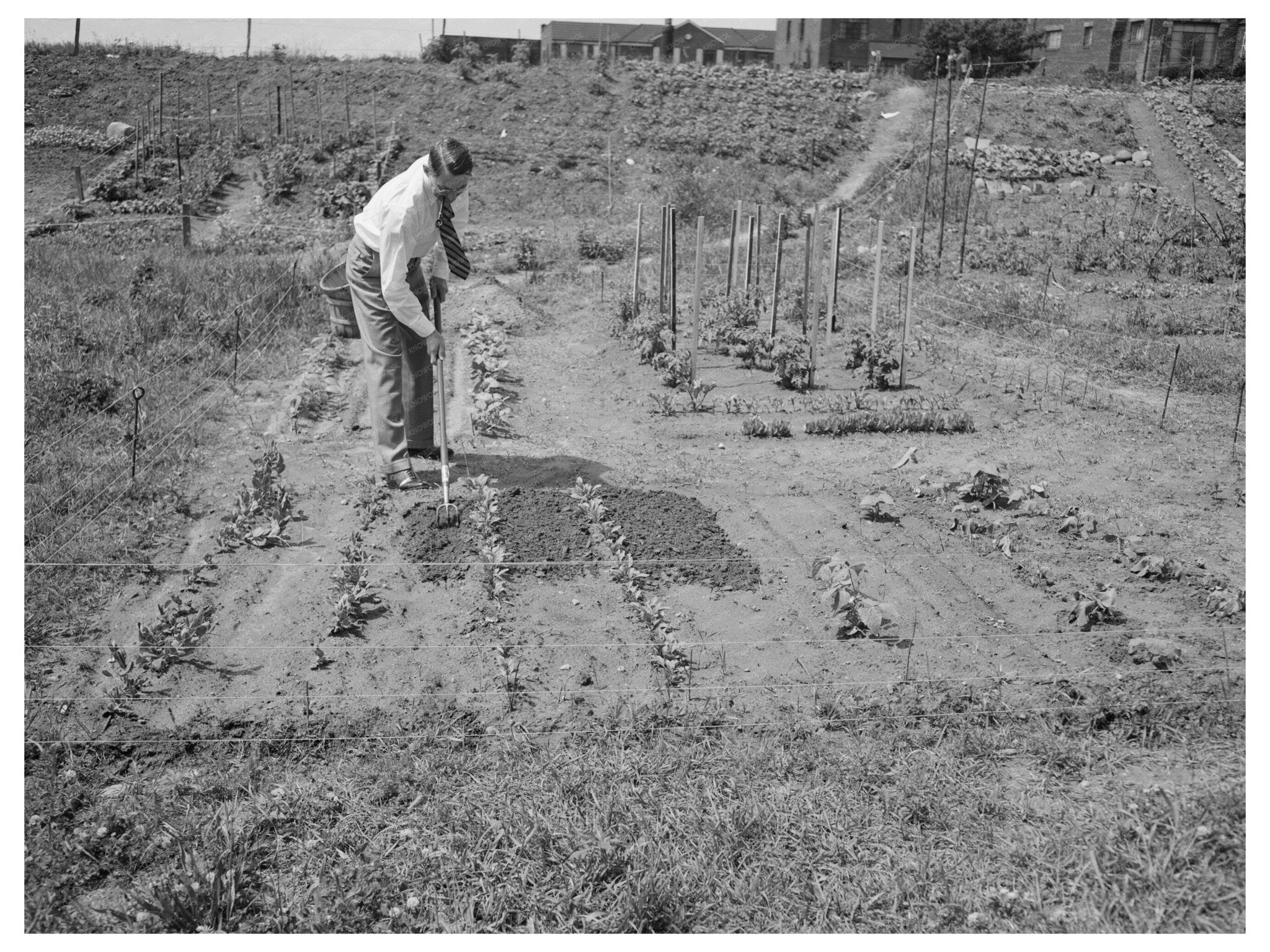 Victory Gardening in Forest Hills Queens June 1944 - Available at KNOWOL