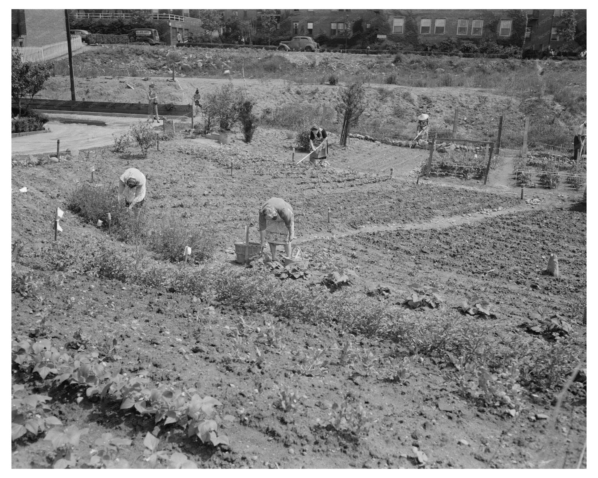 Victory Gardening June 1944 Forest Hills Queens New York - Available at KNOWOL