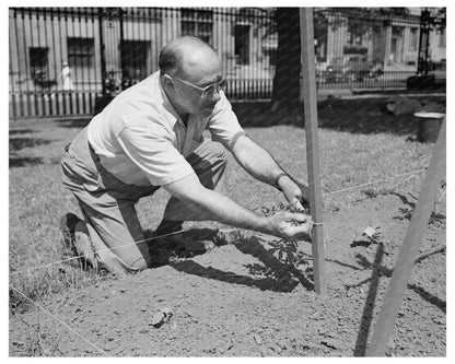 Victory Gardening on Charles Schwab Estate June 1944 - Available at KNOWOL