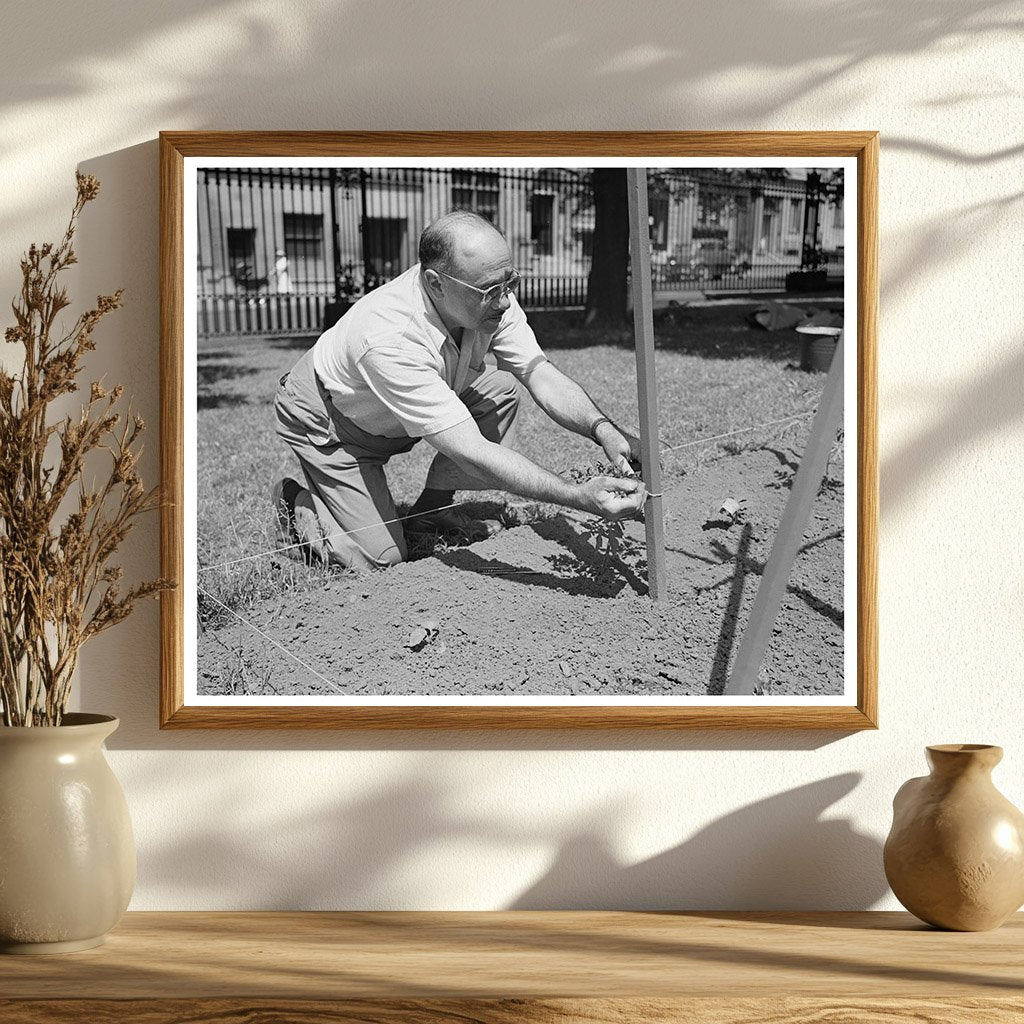 Victory Gardening on Charles Schwab Estate June 1944 - Available at KNOWOL