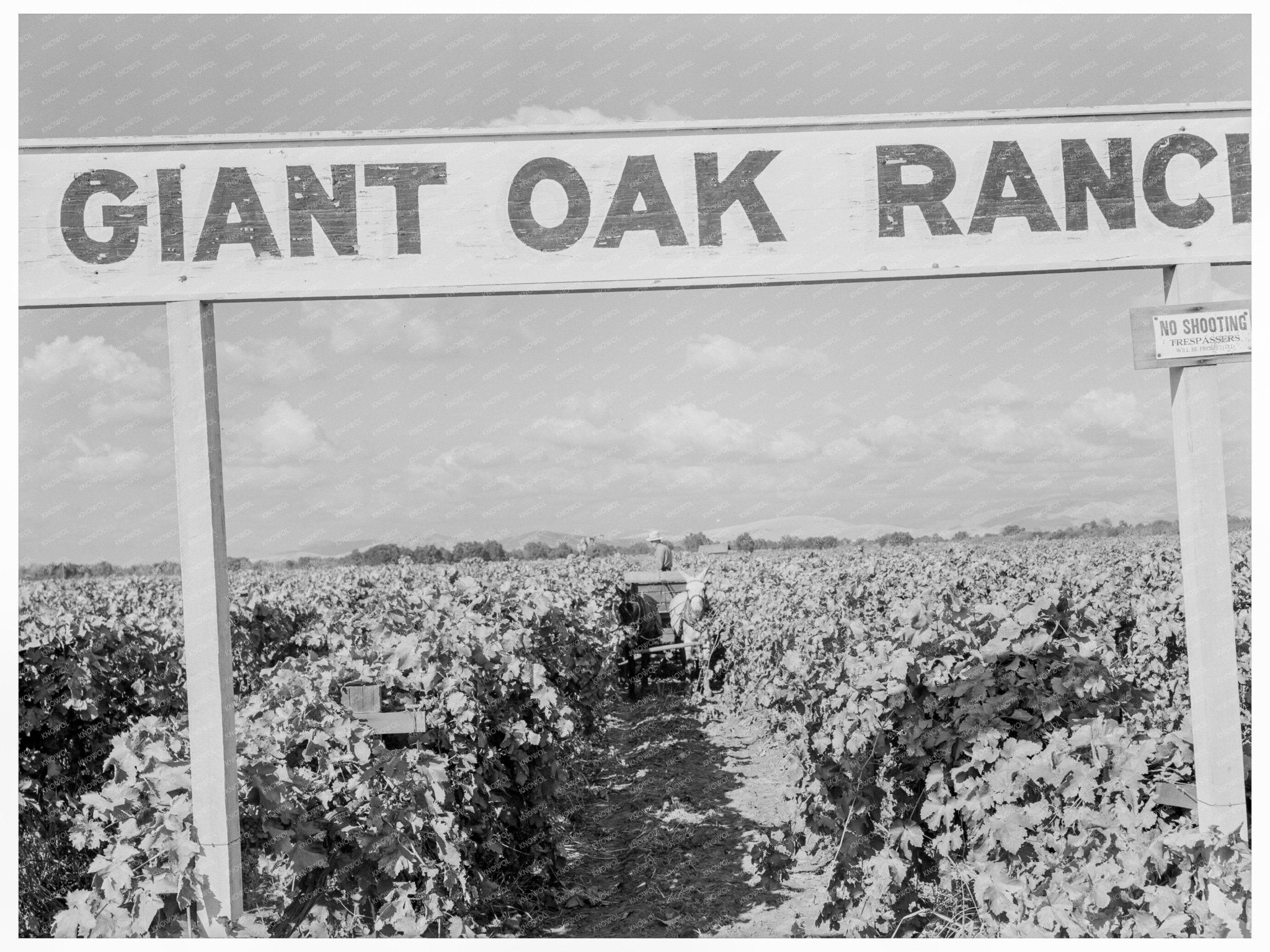 Vineyard Grape Harvest Tulare County California 1938 - Available at KNOWOL