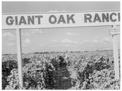 Vineyard Grape Harvest Tulare County California 1938 - Available at KNOWOL