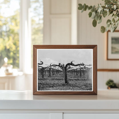 Vineyard Pruning in Tulare County California 1939 - Available at KNOWOL