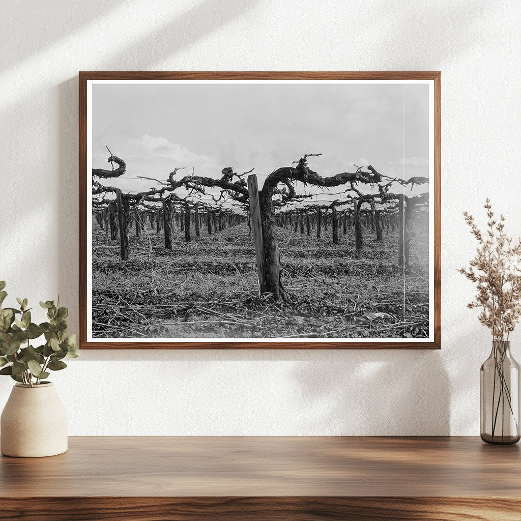 Vineyard Pruning in Tulare County California 1939 - Available at KNOWOL