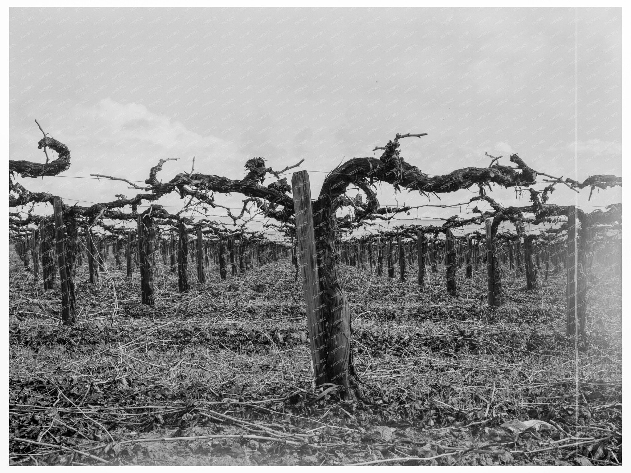 Vineyard Pruning in Tulare County California 1939 - Available at KNOWOL