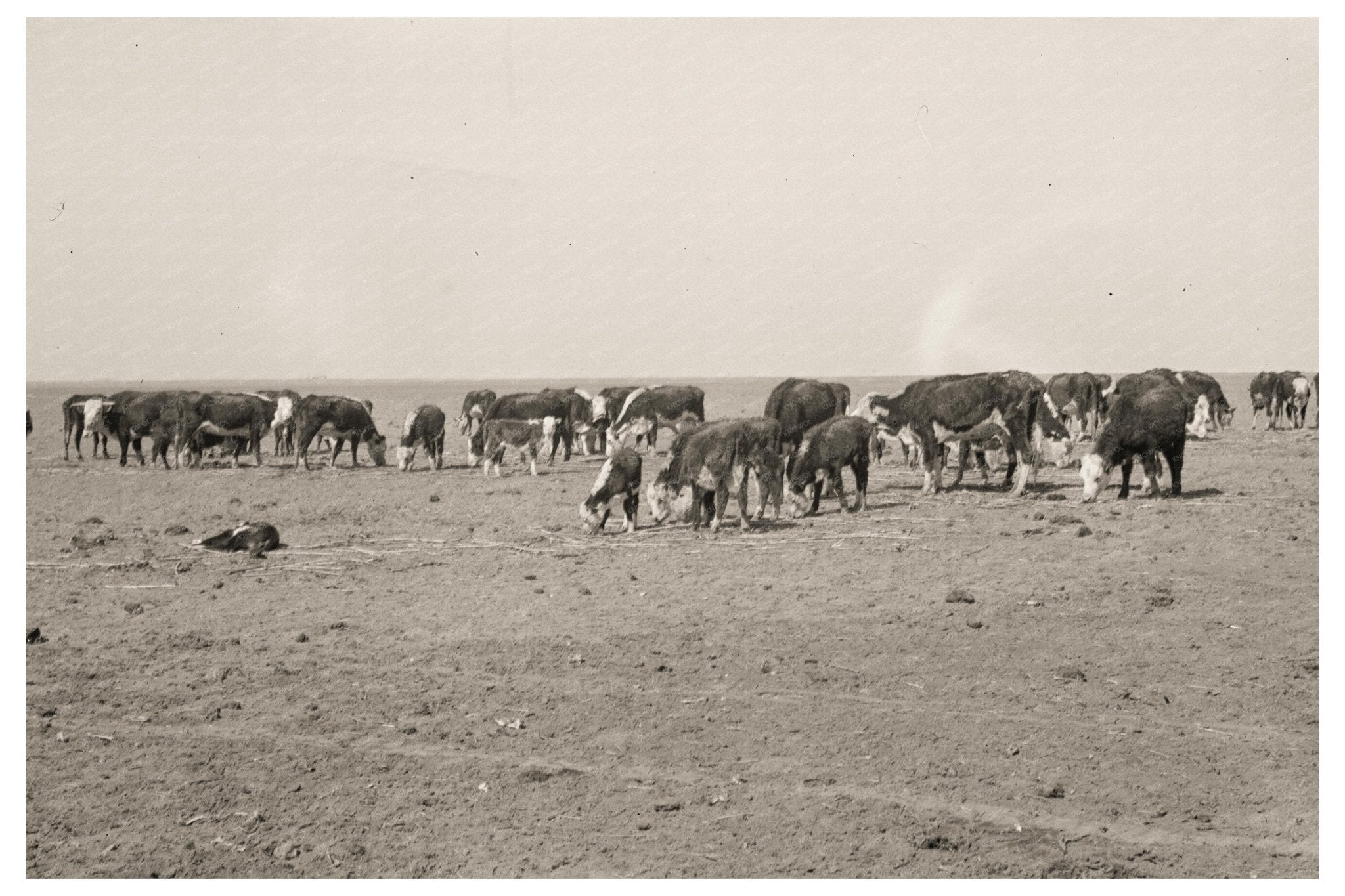 Vintage 1935 New Mexico Overgrazing Impact on Landscape Photograph 3x4 inches - Available at KNOWOL