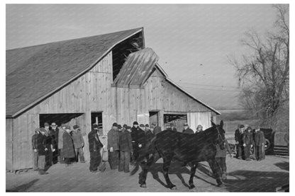 Vintage 1936 Mule Auction Scene in Aledo Illinois - Available at KNOWOL