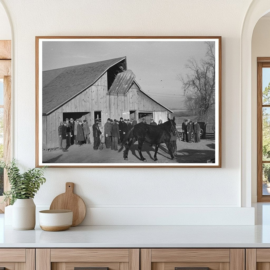 Vintage 1936 Mule Auction Scene in Aledo Illinois - Available at KNOWOL