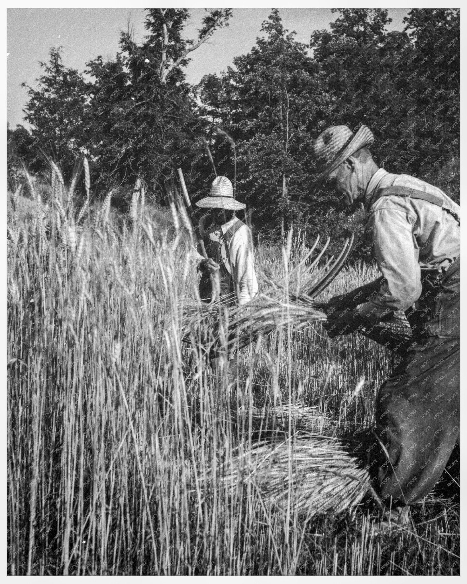 Vintage 1936 Photograph of Farmer Cradling Wheat in Christiansburg Virginia - Available at KNOWOL