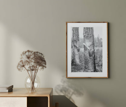 Vintage 1936 Photograph of Turpentine Trees in Northern Florida FSA/OWI Collection - Available at KNOWOL