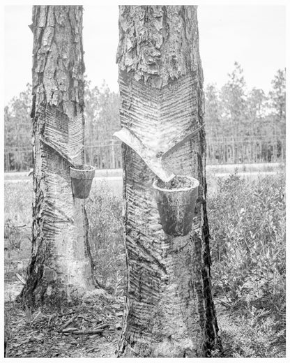 Vintage 1936 Photograph of Turpentine Trees in Northern Florida FSA/OWI Collection - Available at KNOWOL