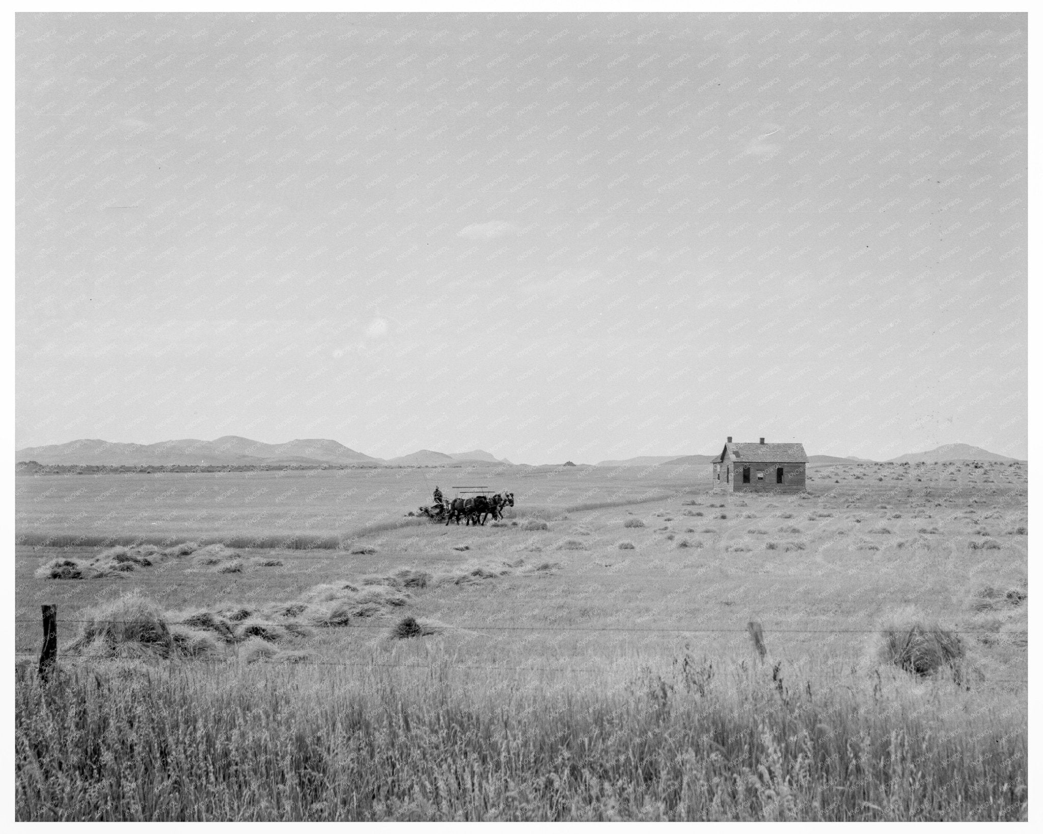 Vintage 1937 Abandoned Tenant House in Texas Wheat Field - Available at KNOWOL