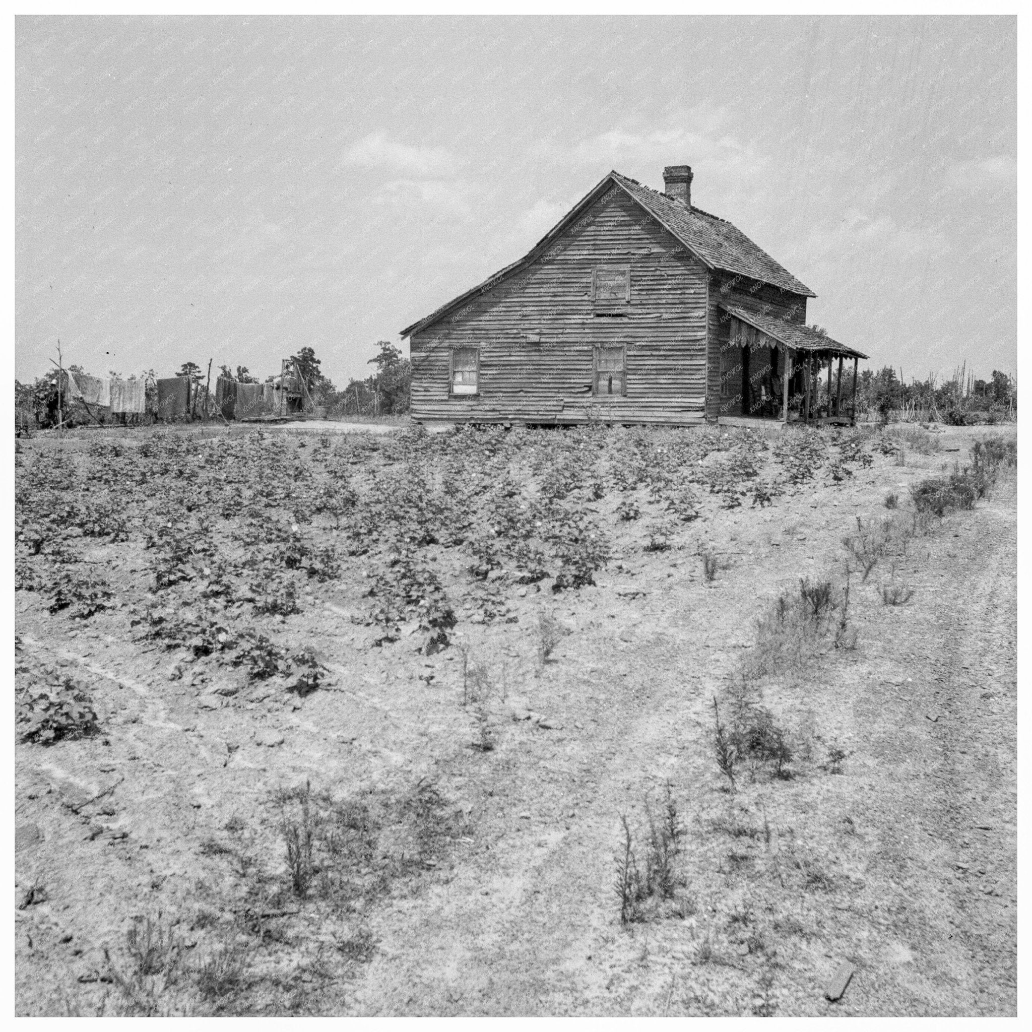 Vintage 1937 Cotton Sharecropper House in South Carolina - Available at KNOWOL