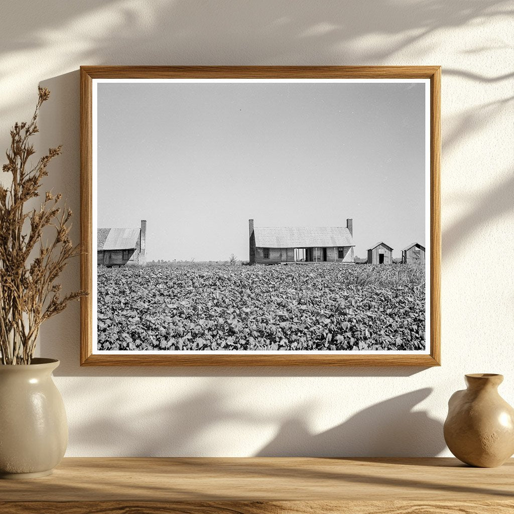 Vintage 1937 Photo of Abandoned Dog Run Cabins Mississippi Delta - Available at KNOWOL