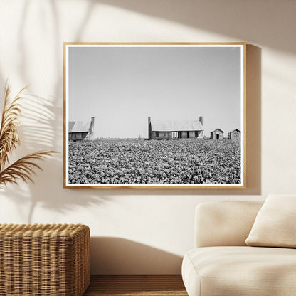 Vintage 1937 Photo of Abandoned Dog Run Cabins Mississippi Delta - Available at KNOWOL