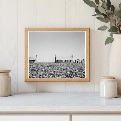 Vintage 1937 Photo of Abandoned Dog Run Cabins Mississippi Delta - Available at KNOWOL