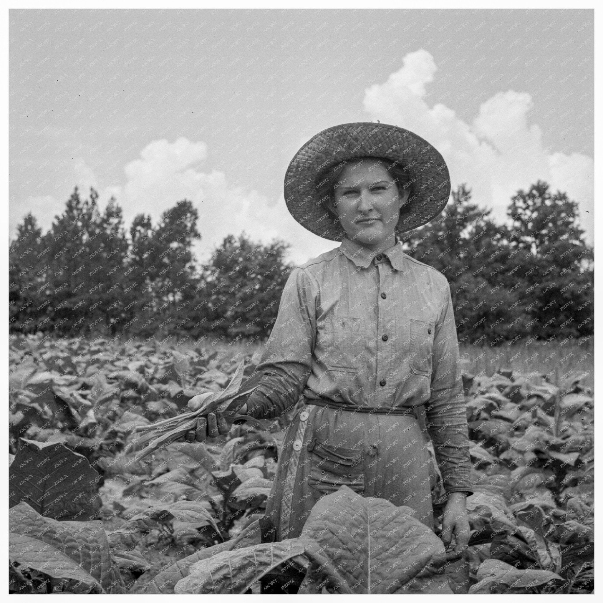 Vintage 1939 Photo of Young Girl in Tobacco Farming - Available at KNOWOL