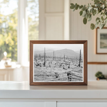 Vintage 1939 Stumps and Vegetation in Bonner County Idaho - Available at KNOWOL