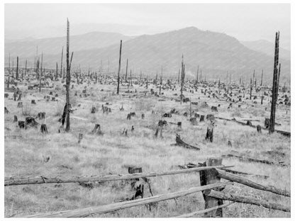 Vintage 1939 Stumps and Vegetation in Bonner County Idaho - Available at KNOWOL