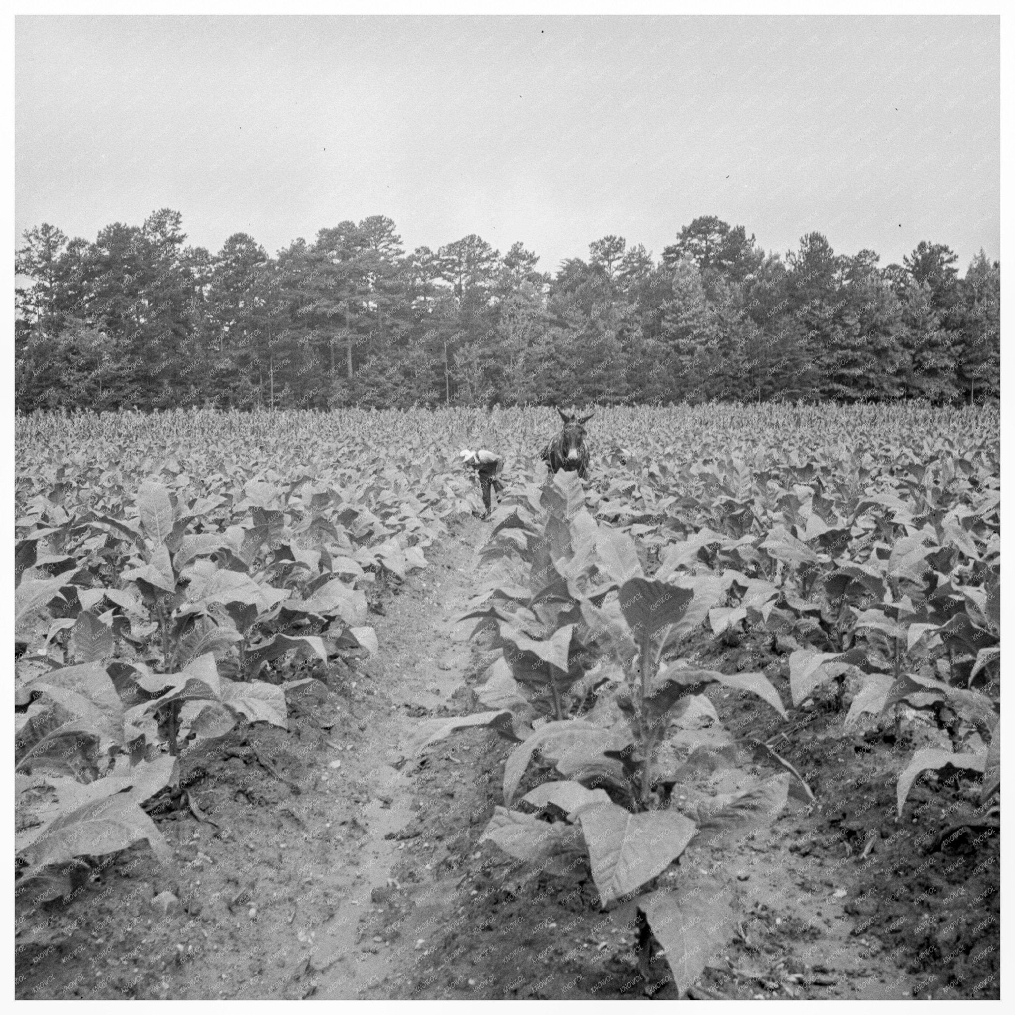 Vintage 1939 Tobacco Priming in Granville County NC - Available at KNOWOL