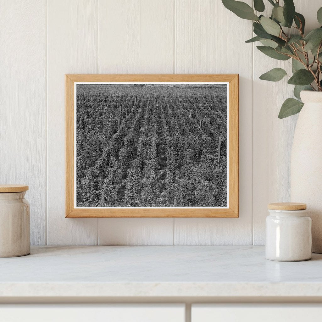 Vintage 1939 Yakima Valley Hop Yard Photograph - Available at KNOWOL