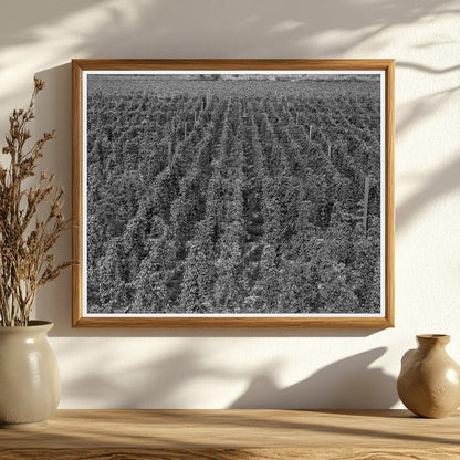 Vintage 1939 Yakima Valley Hop Yard Photograph - Available at KNOWOL