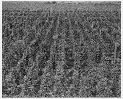 Vintage 1939 Yakima Valley Hop Yard Photograph - Available at KNOWOL