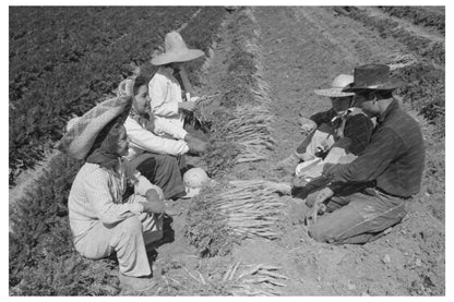 Vintage 1942 Photo of Carrot Harvesting in Yuma County - Available at KNOWOL