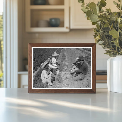 Vintage 1942 Photo of Carrot Harvesting in Yuma County - Available at KNOWOL