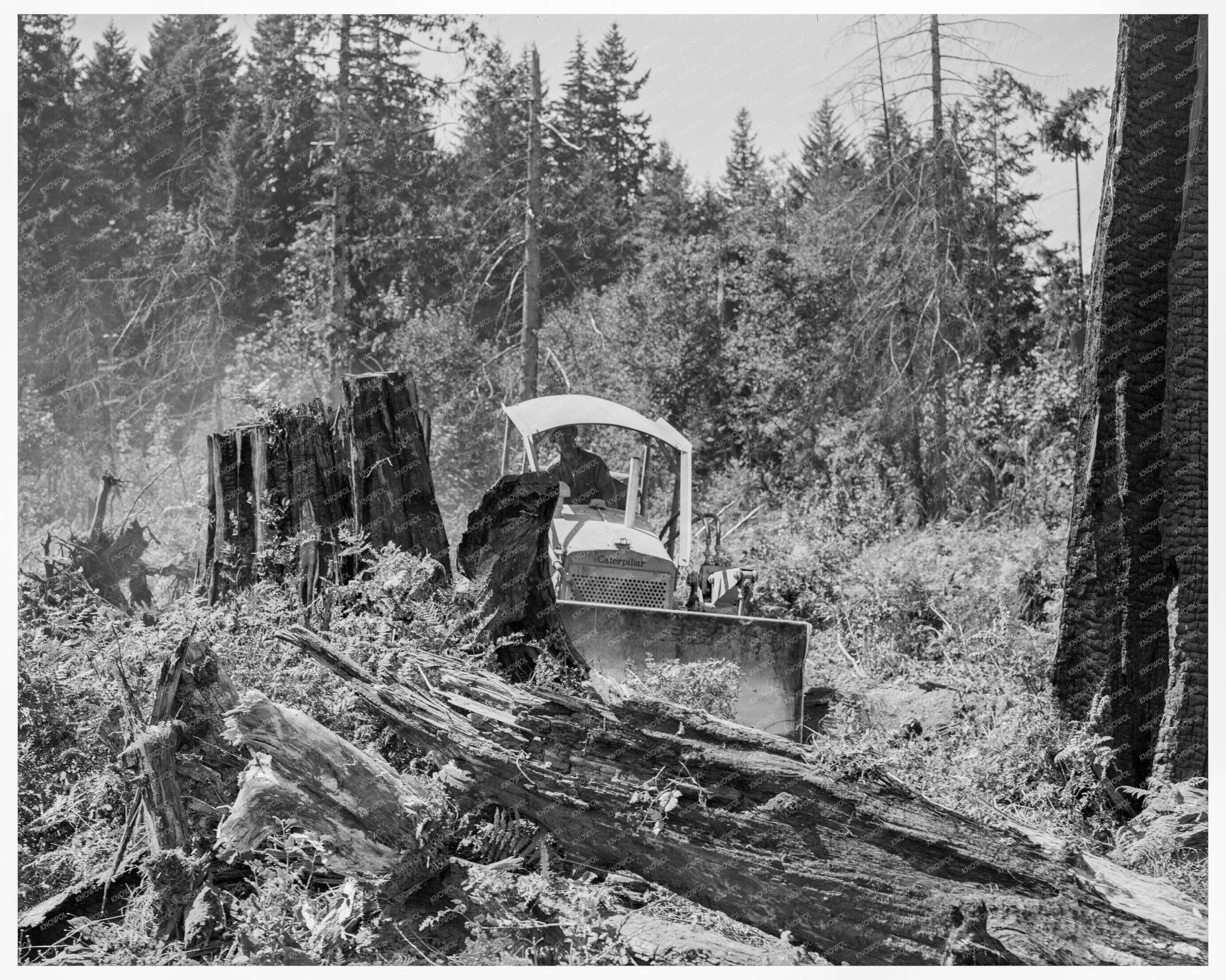 Vintage Bulldozer Pushing Stump in Lewis County 1939 - Available at KNOWOL