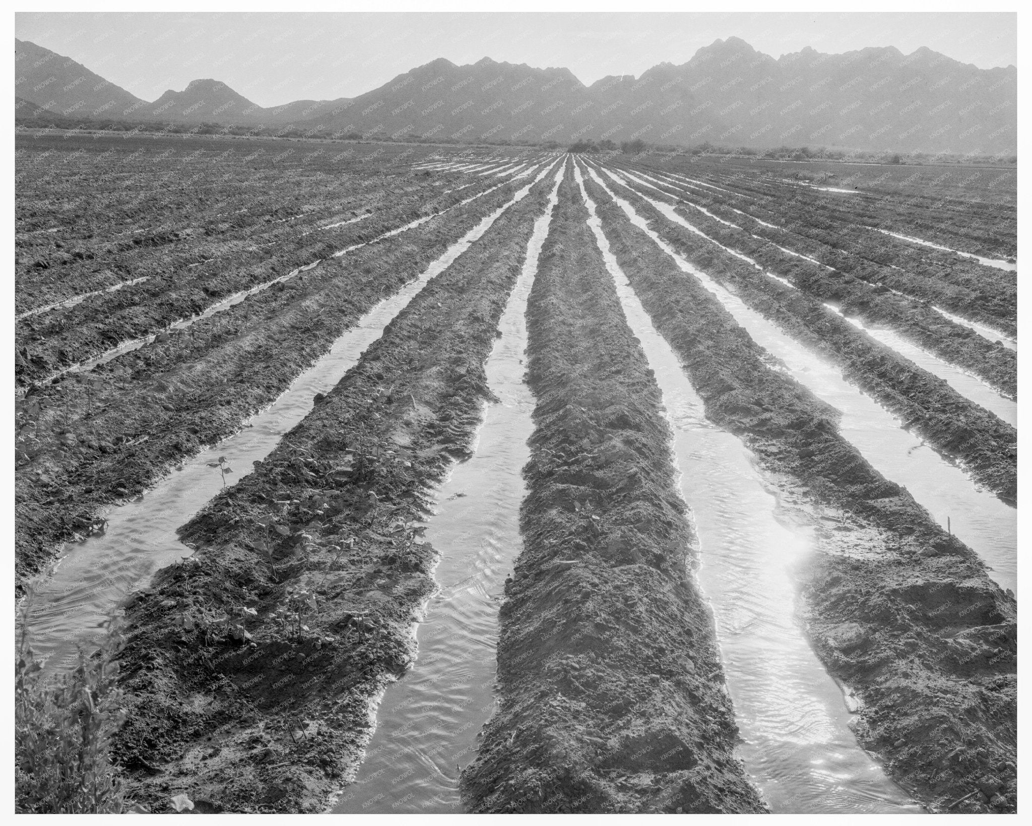 Vintage Cotton Field in Maricopa County Arizona 1937 - Available at KNOWOL