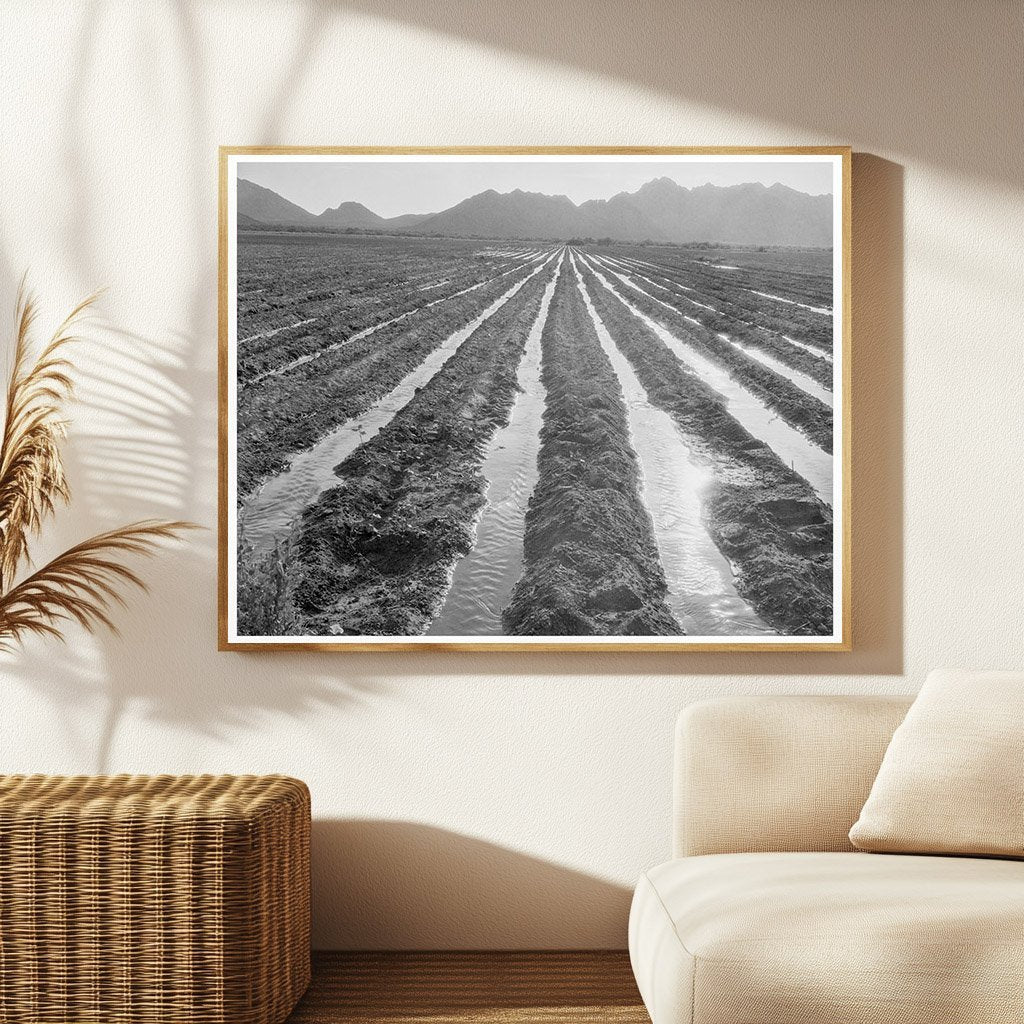 Vintage Cotton Field in Maricopa County Arizona 1937 - Available at KNOWOL