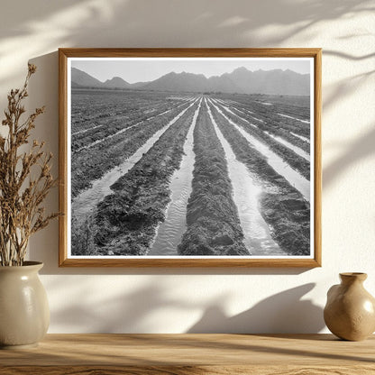 Vintage Cotton Field in Maricopa County Arizona 1937 - Available at KNOWOL