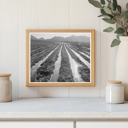 Vintage Cotton Field in Maricopa County Arizona 1937 - Available at KNOWOL