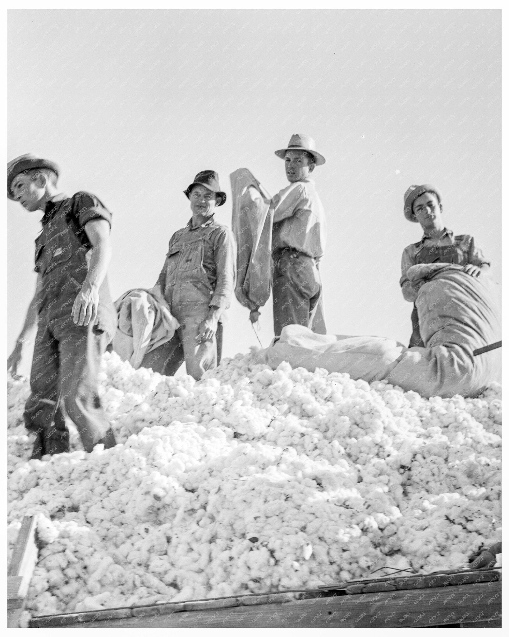 Vintage Cotton Pickers Loading Cotton Southern San Joaquin Valley California 1936 - Available at KNOWOL