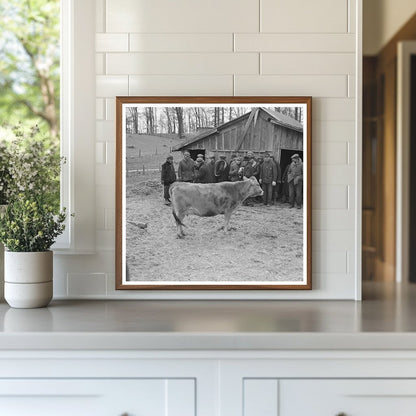 Vintage Cow Auction Montmorenci Indiana February 1937 - Available at KNOWOL