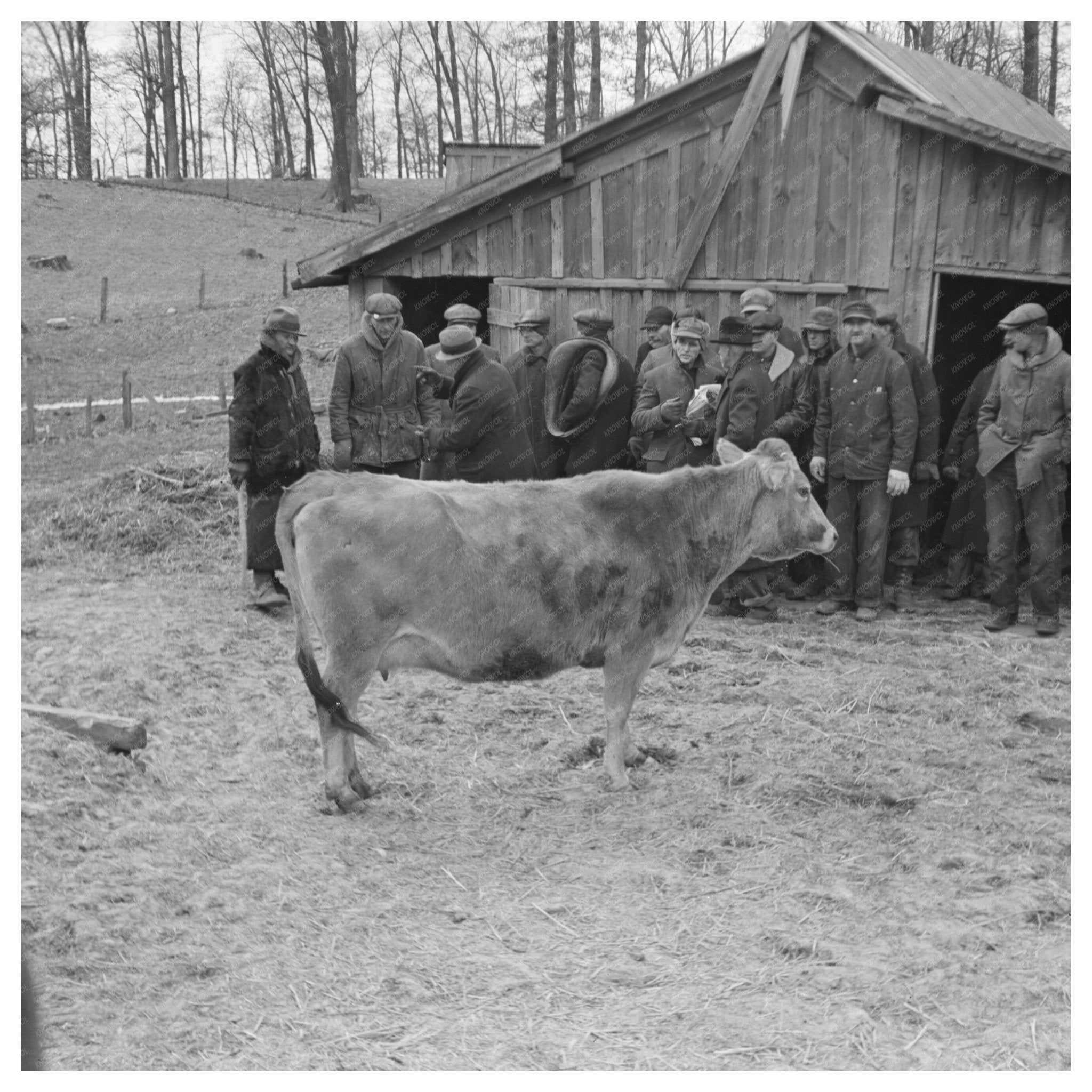 Vintage Cow Auction Montmorenci Indiana February 1937 - Available at KNOWOL